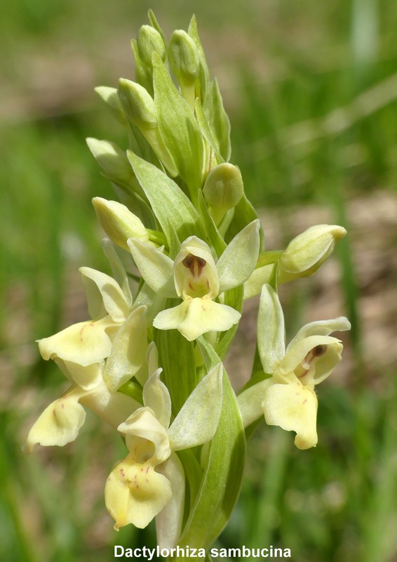 Prime fioriture di orchidee sui Monti della Laga  giugno 2021.